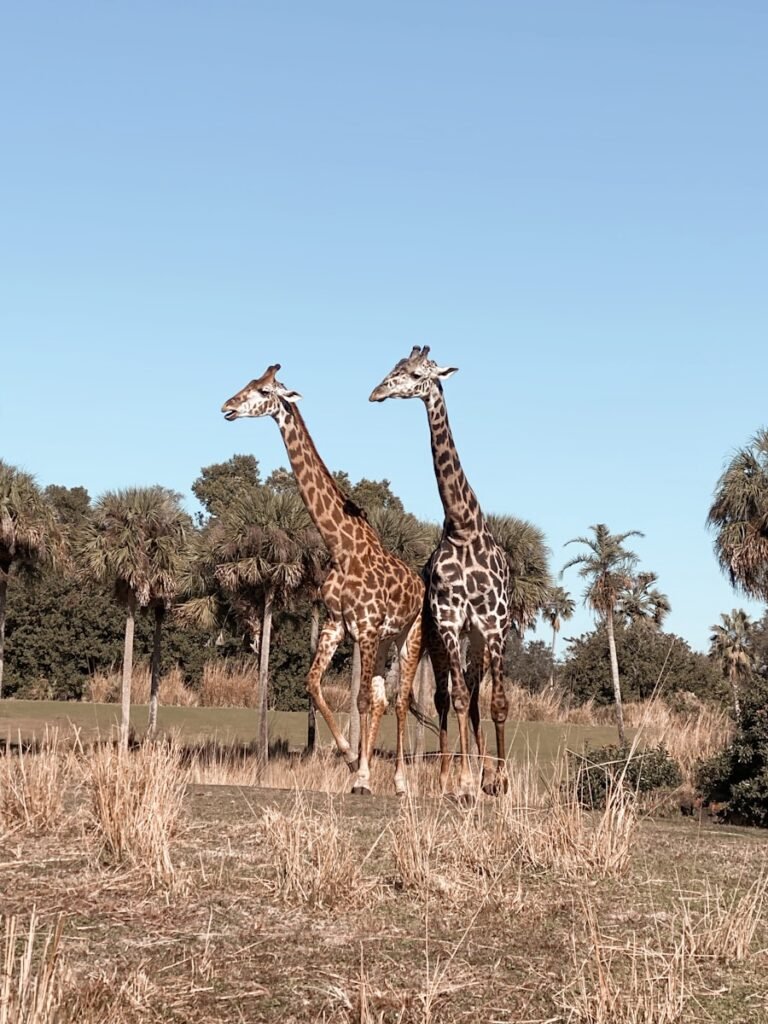 Best Places to See Animals Near Orlando giraffe standing on brown grass field during daytime